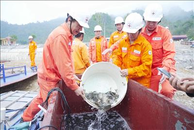 Công ty Thuỷ điện Tuyên Quang thực hiện thả gần 03 vạn cá giống để góp phần tái tạo nguồn lợi thủy sản